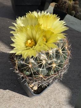 Coryphantha cornifera